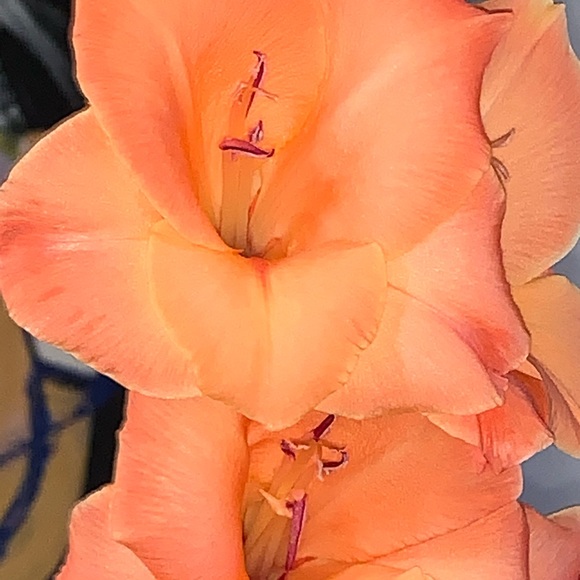 Meet your Posher, Sylvia - Picture 1 of 1